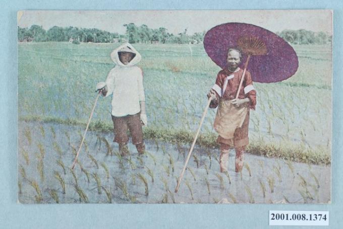 客家人的田間除草 (共2張)