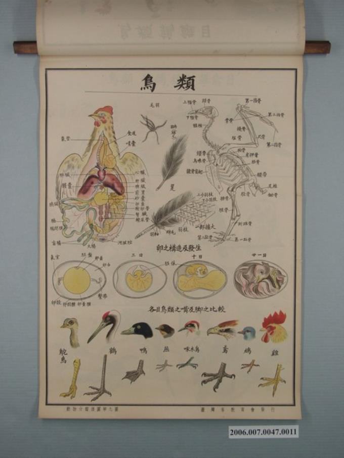 臺灣省教育會發行《動物分類掛圖》之鳥類 (共1張)