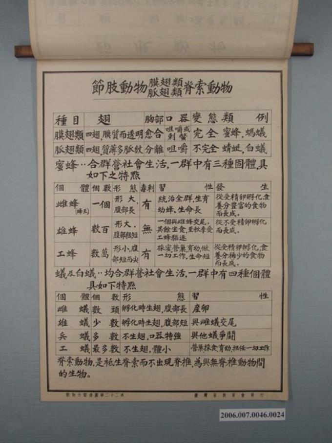 臺灣省教育會發行《動物分類掛圖表解》之節肢與脊索動物 (共1張)