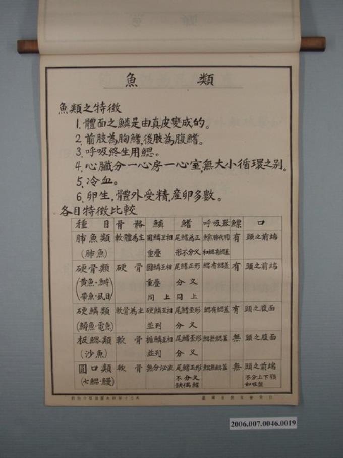 臺灣省教育會發行《動物分類掛圖表解》之魚類 (共1張)