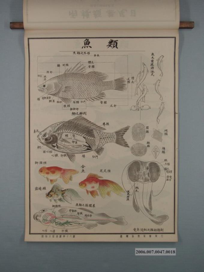 臺灣省教育會發行《動物分類掛圖》之魚類 (共1張)