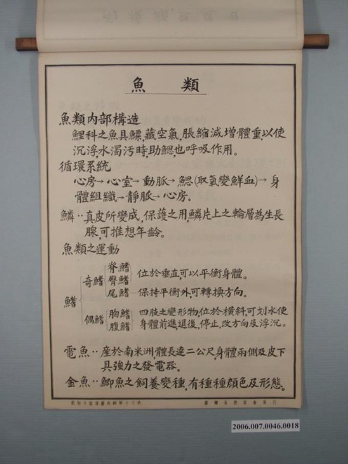 臺灣省教育會發行《動物分類掛圖表解》之魚類 (共1張)