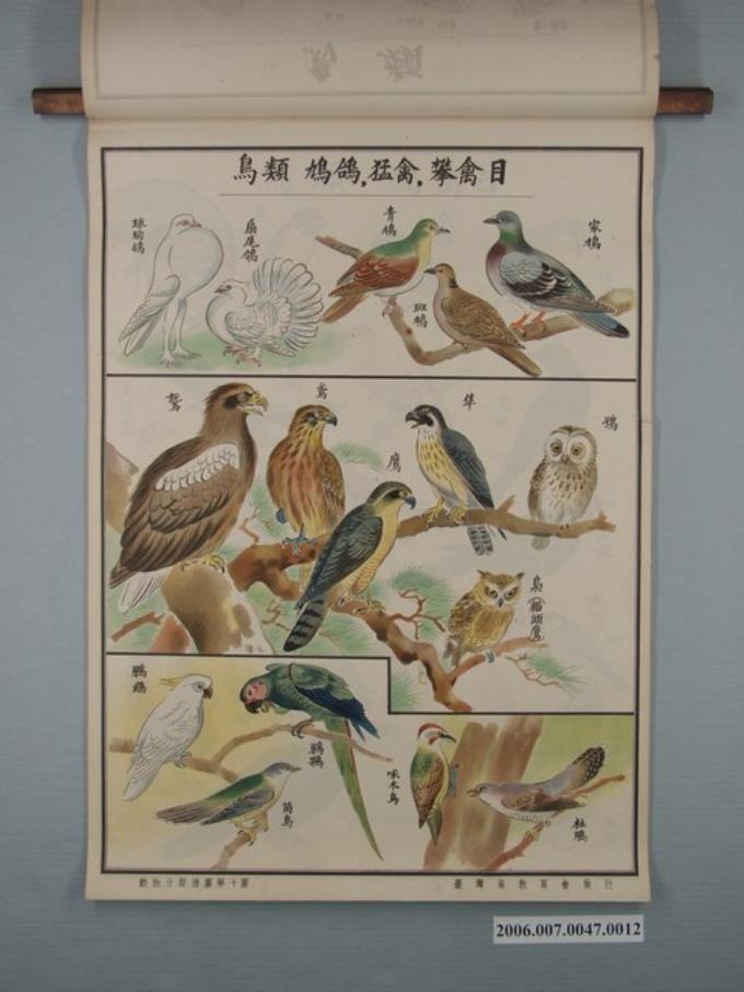 臺灣省教育會發行《動物分類掛圖》之鳥類 (共1張)