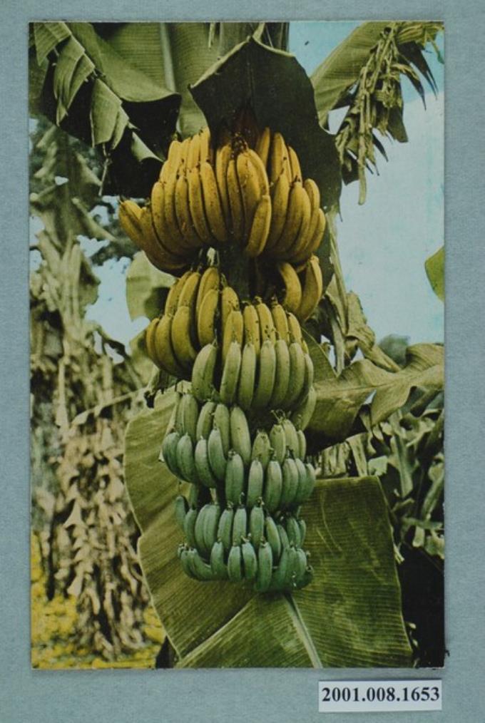 臺北生蕃屋本店印行臺灣香蕉 (共2張)