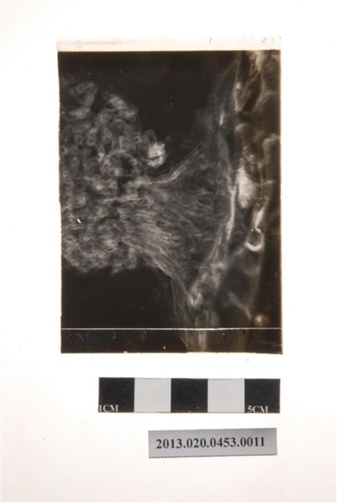 168小時後之分生孢子盤顯微玻璃底片 (共4張)