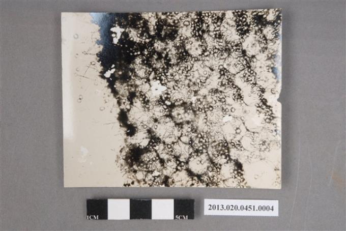 植物細胞組織顯微照片 (共4張)