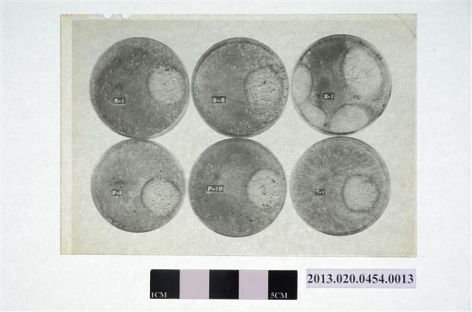 1973年3月20日賴炳琳編號S-1等六個培養皿實驗觀察顯微底片 (共4張)