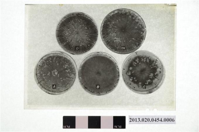 1972年11月17日賴炳琳編號D等五個培養皿實驗觀察顯微底片 (共4張)