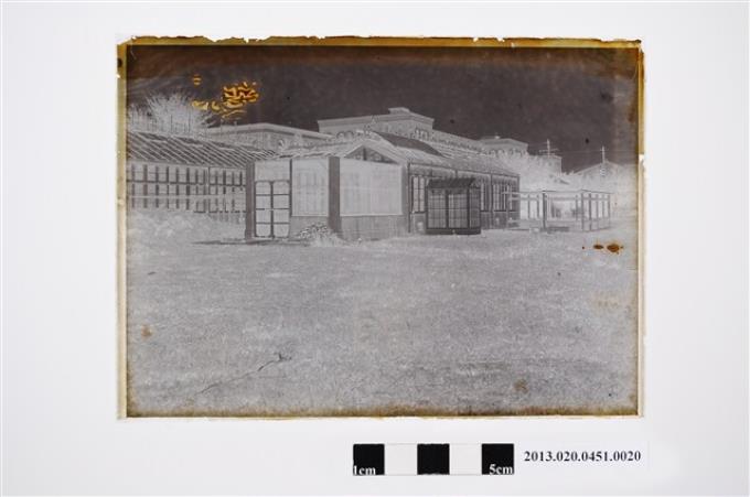 臺灣大學硝子室玻璃底片 (共2張)