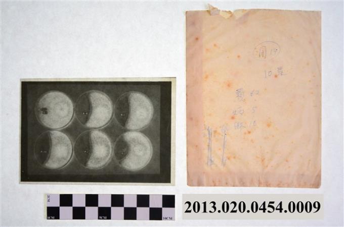 19735月16日賴炳琳編號X-1等六培養皿實驗觀察顯微底片 (共2張)