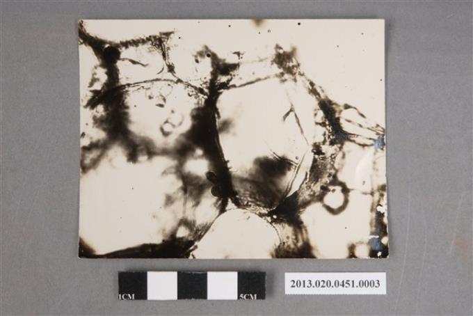 植物細胞組織顯微照片 (共3張)