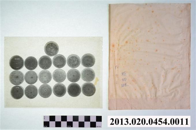 1972年9月2日賴炳琳使用甲硫氨酸及半胱氨酸與胱氨酸實驗對照培養皿實驗觀察顯微底片 (共2張)