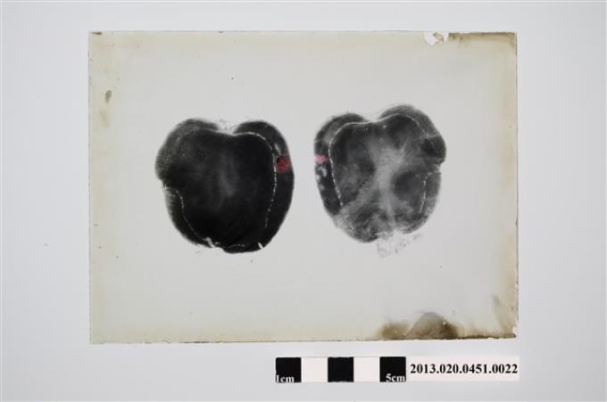 1953年2月4日馬鈴薯輪腐病實驗觀察紀錄玻璃底片 (共4張)