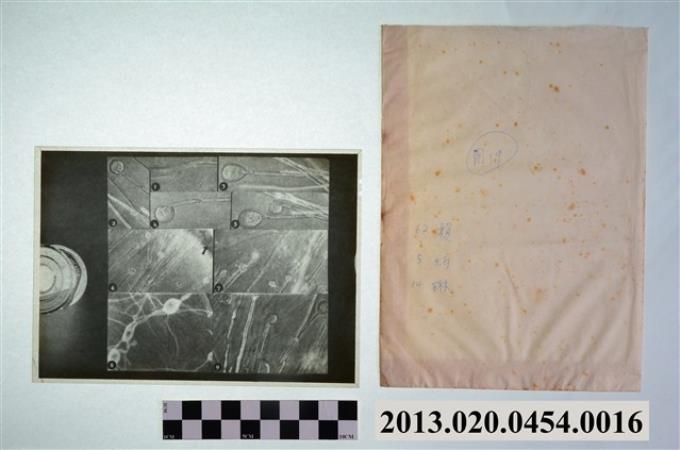 民國62年5月14日賴炳琳真菌孢子顯微底片 (共2張)