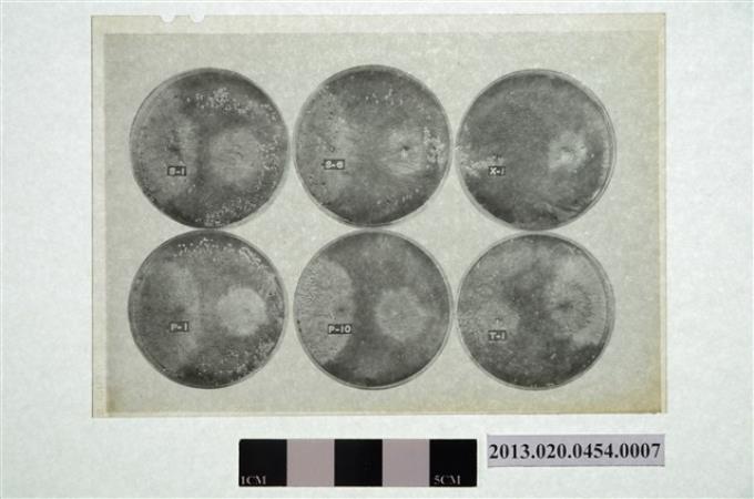1972年11月17日賴炳琳編號S-1等六個培養皿實驗觀察顯微底片 (共4張)