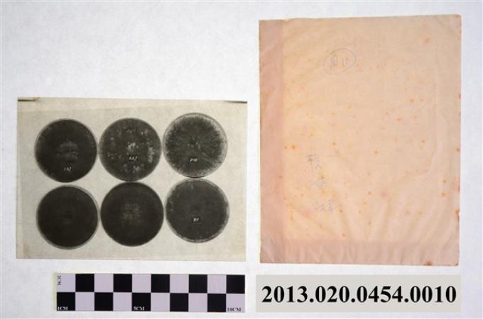賴炳琳編號P-10等六培養皿實驗觀察顯微底片 (共2張)