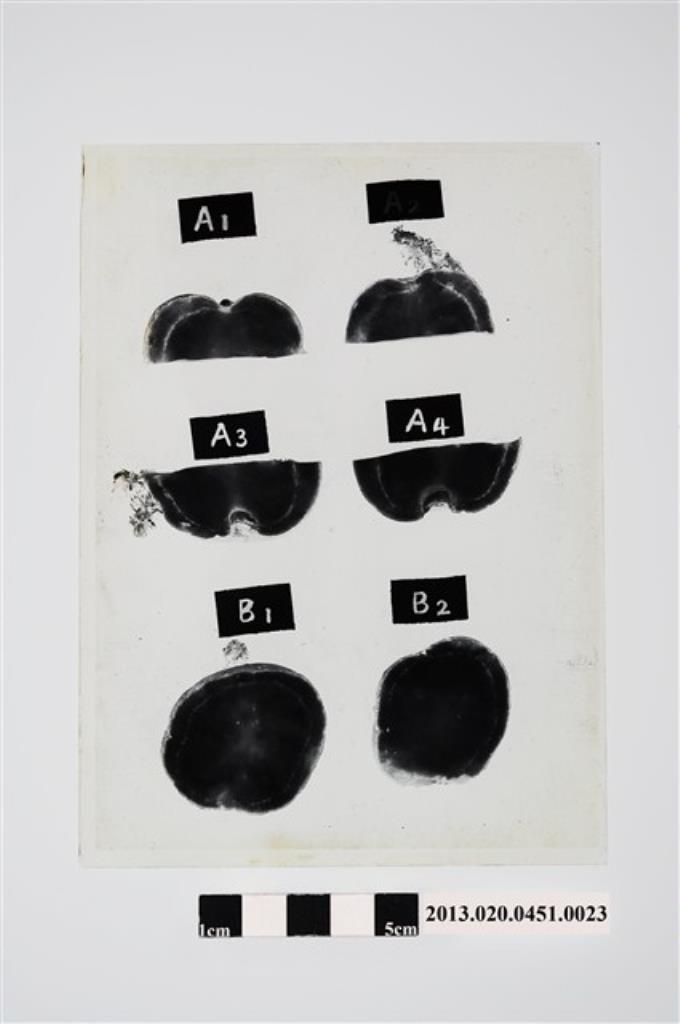 1953年3月馬鈴薯輪腐病接種試驗紀錄玻璃底片 (共4張)