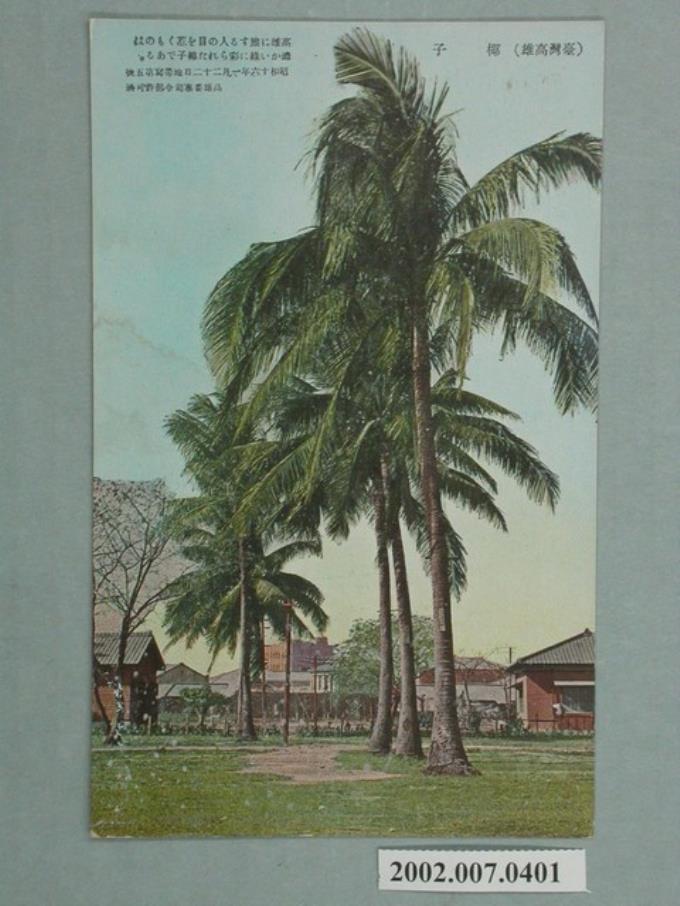臺灣高雄棕櫚樹 (共2張)