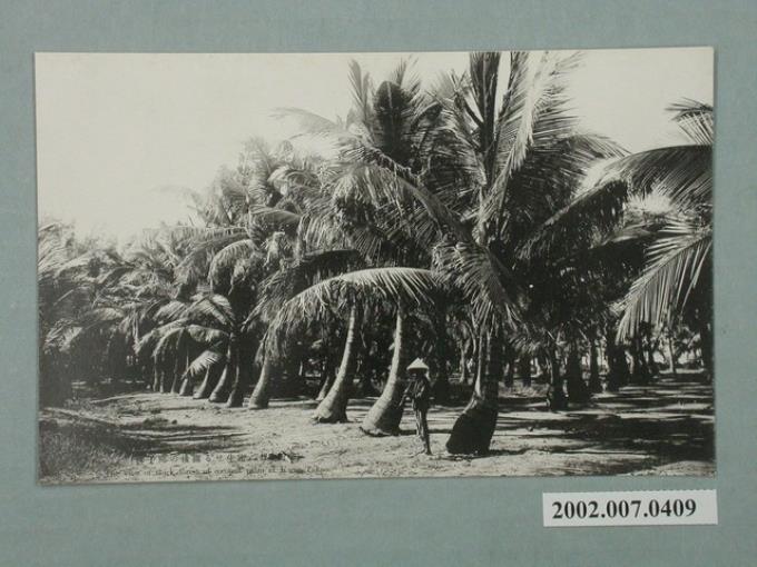 臺灣高雄旗後的棕櫚林 (共2張)