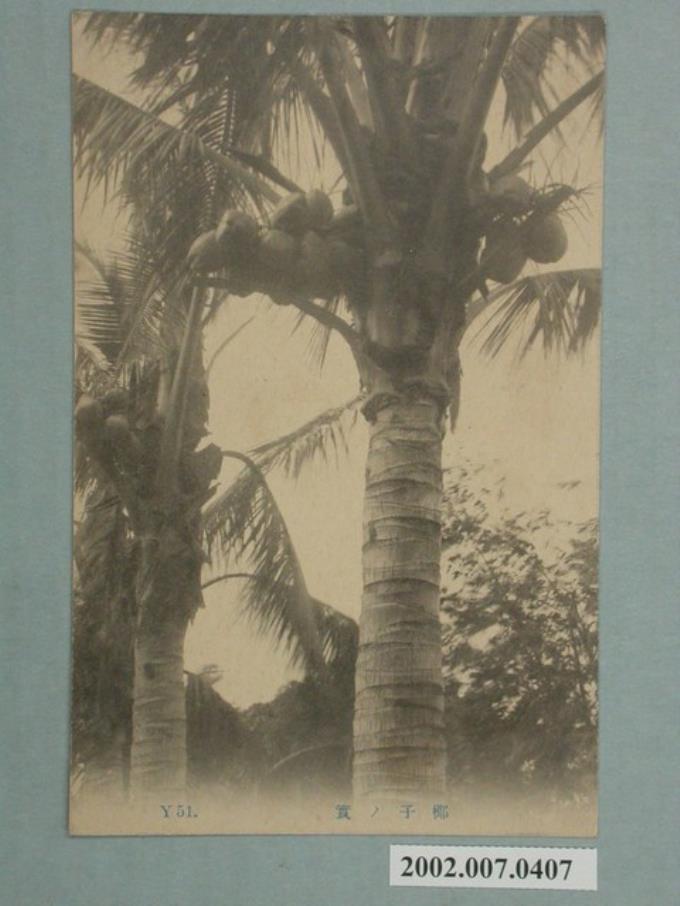 棕櫚樹果實 (共2張)