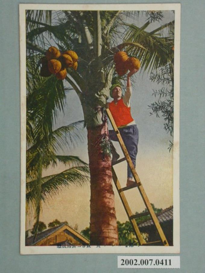 日本製造生蕃屋發行寫真相片徵選活動第二名棕櫚樹 (共2張)