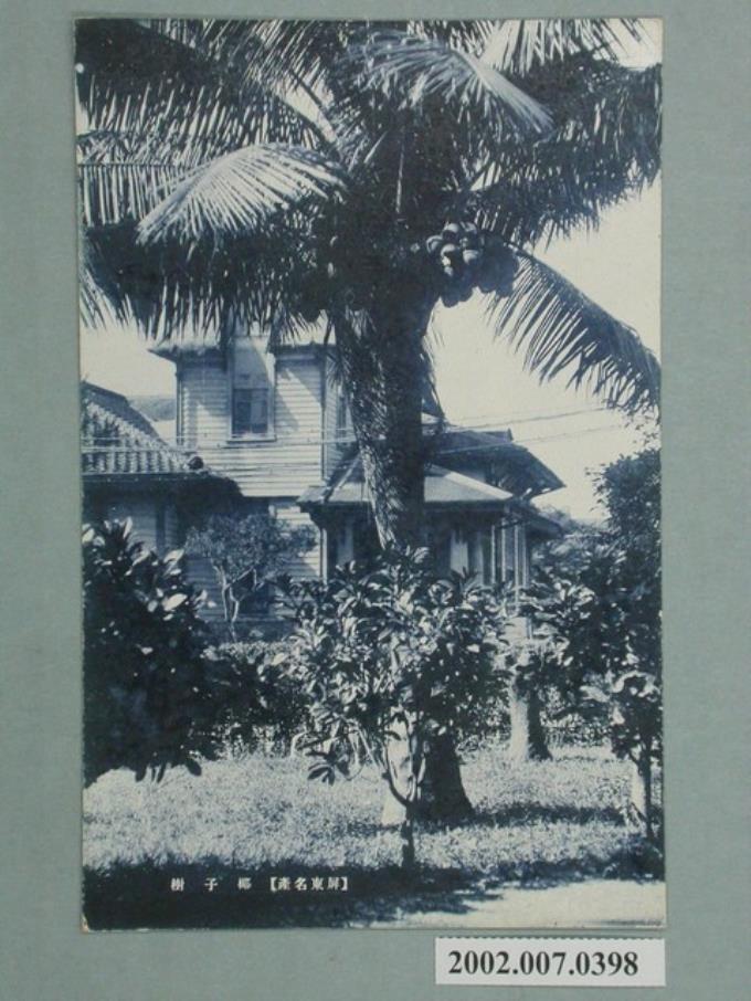 日本製造屏東名產棕櫚樹 (共2張)