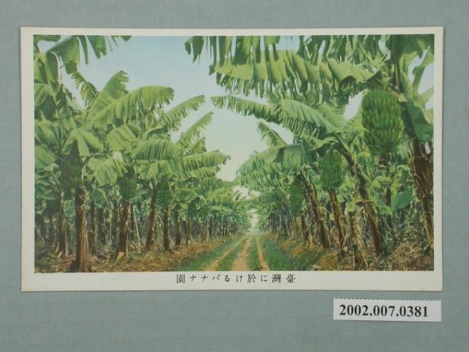 臺灣香蕉園 (共2張)