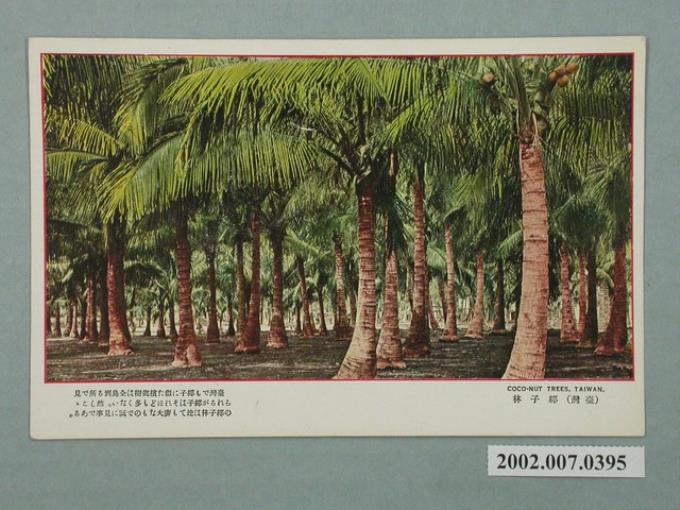 日本和歌山製造臺灣棕櫚林 (共2張)
