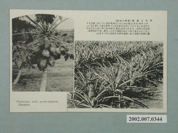 臺灣名產鳳梨與木瓜 (共2張)