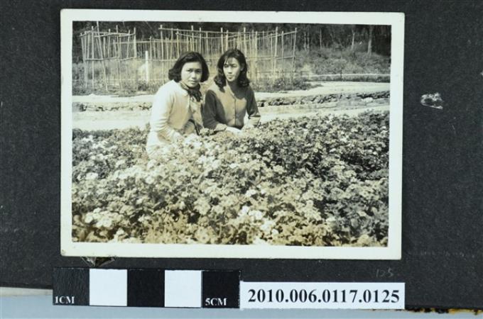 兩位女子蹲於花叢合影之照片 (共1張)