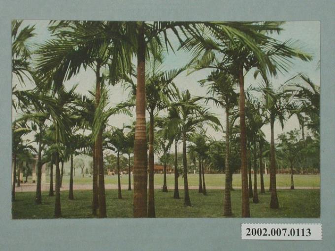 臺北新公園之椰子林 (共2張)