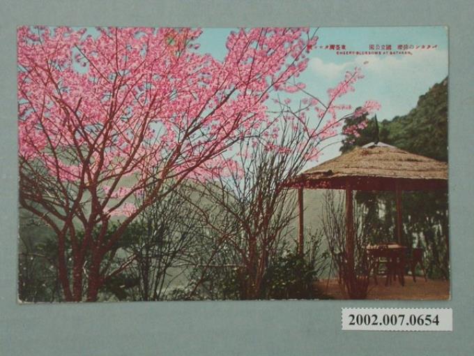 巴達岡的櫻花 (共4張)