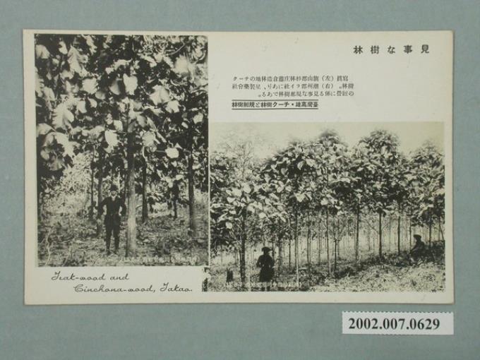 臺灣高雄的樹林 (共2張)
