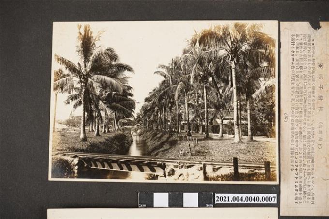 椰子樹林 (共2張)