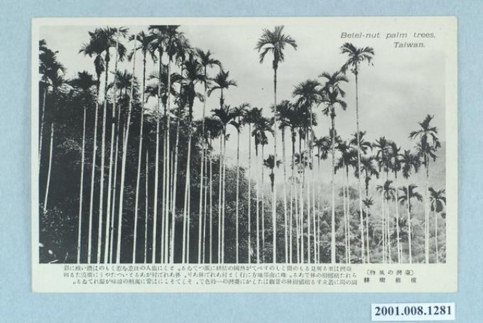 大正印製檳榔樹林 (共2張)