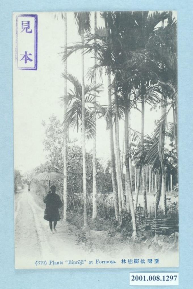 臺灣檳榔樹林 (共2張)
