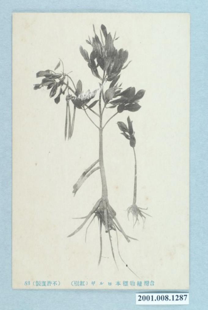 臺灣植物標本紅樹科 (共2張)