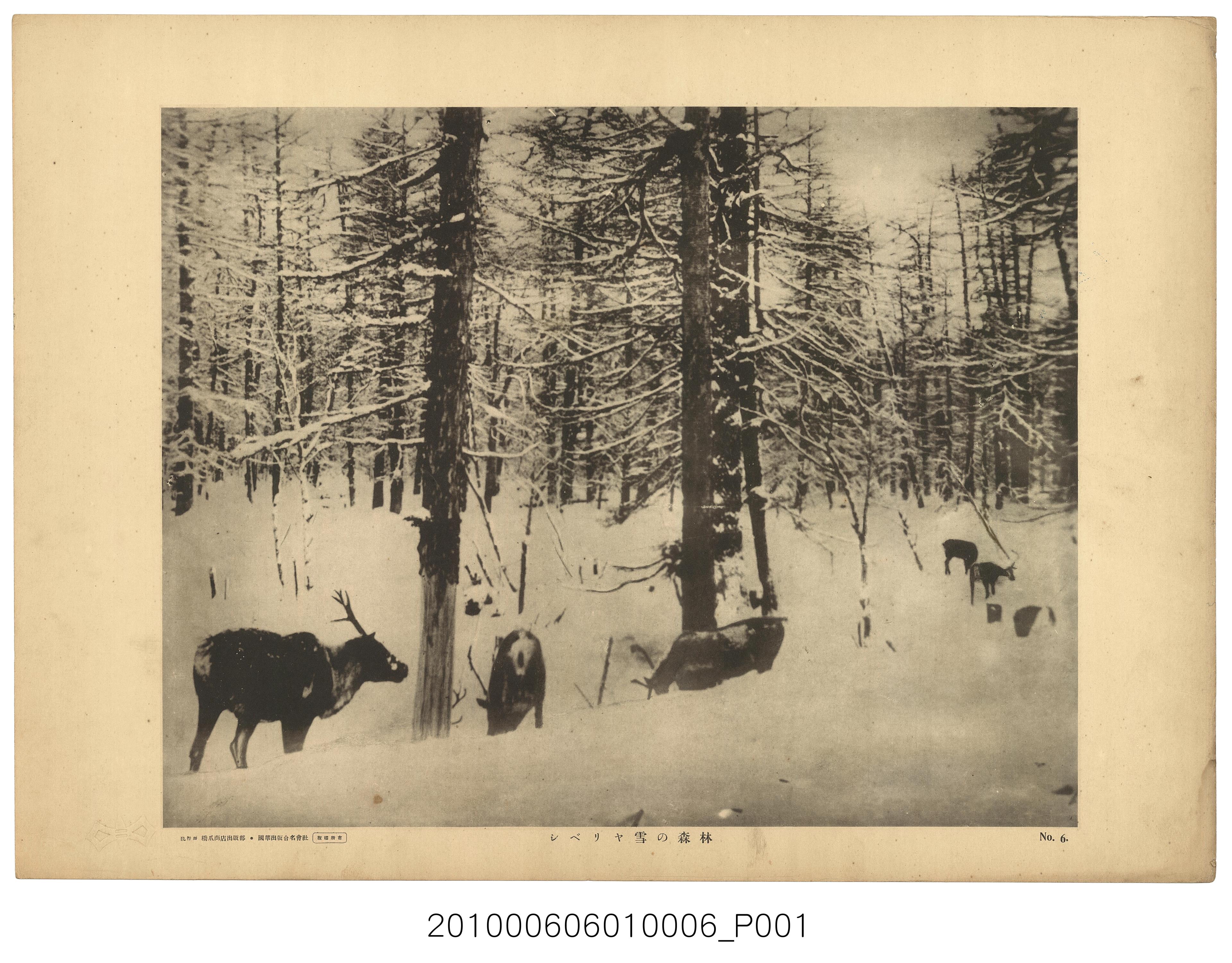 下雪的西伯利亞森林寫真 (共1張)