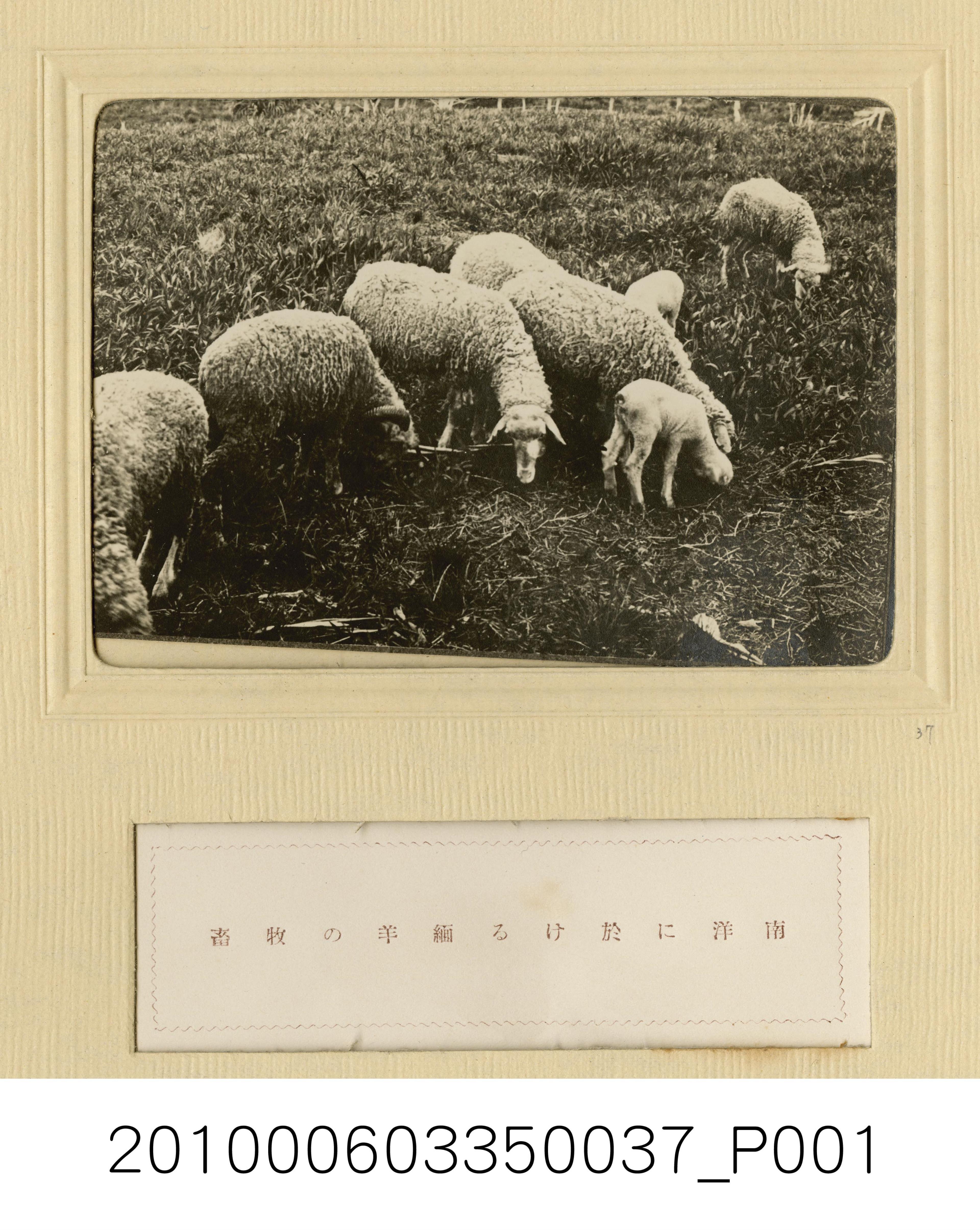 南洋綿羊畜牧業 (共1張)