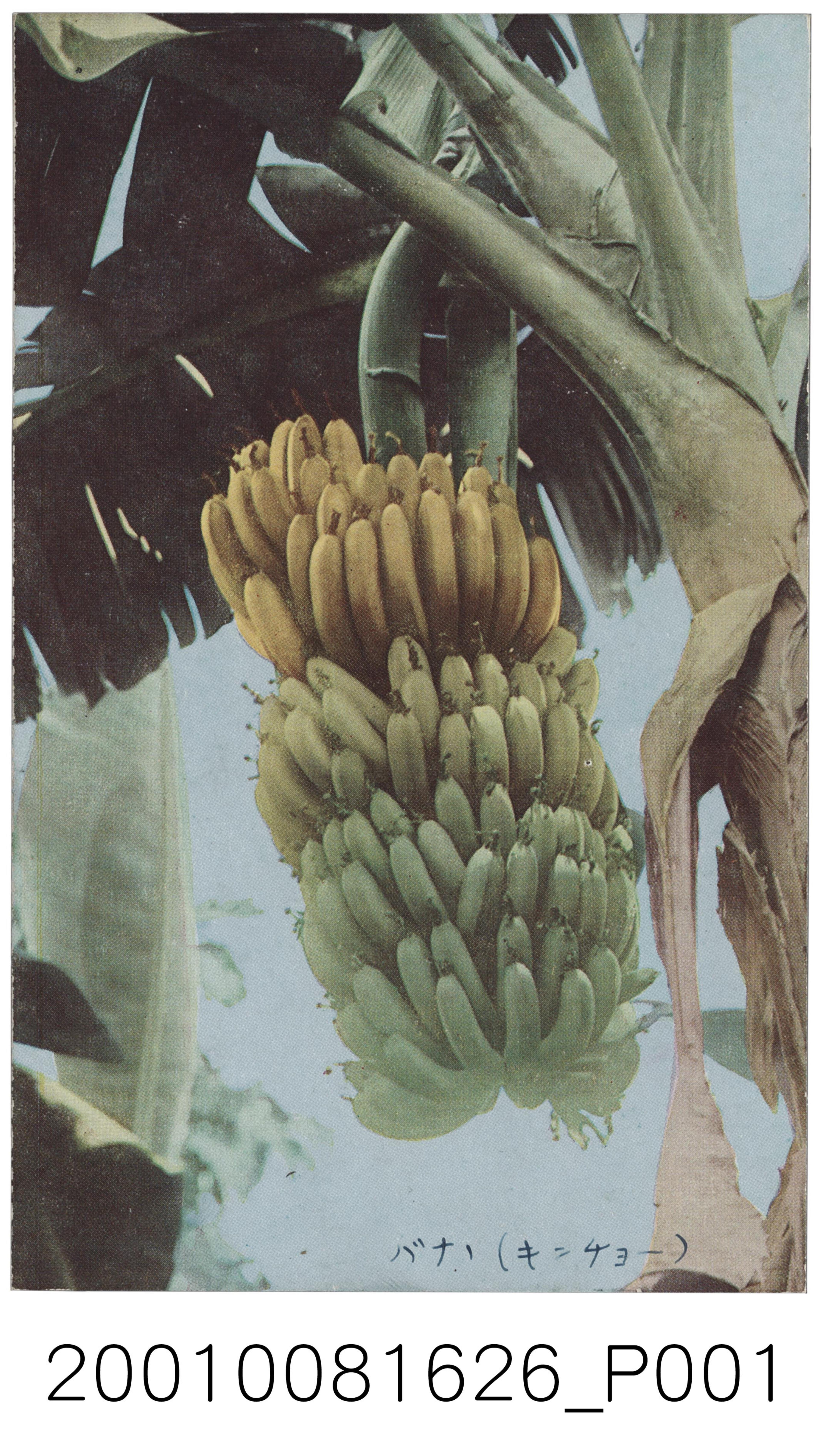 香蕉 (共1張)
