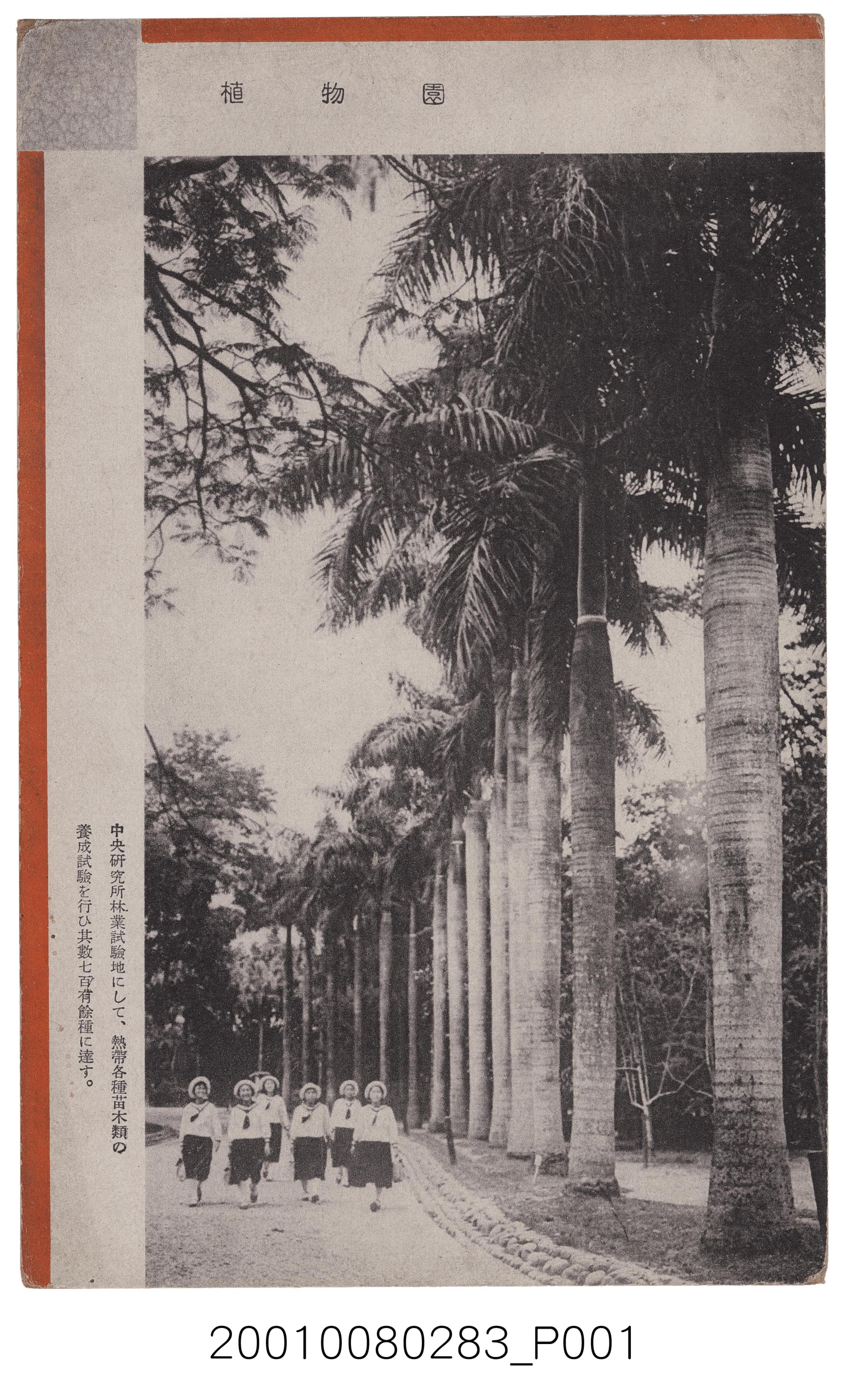 勝山高級美術印刷社出版植物園 (共2張)