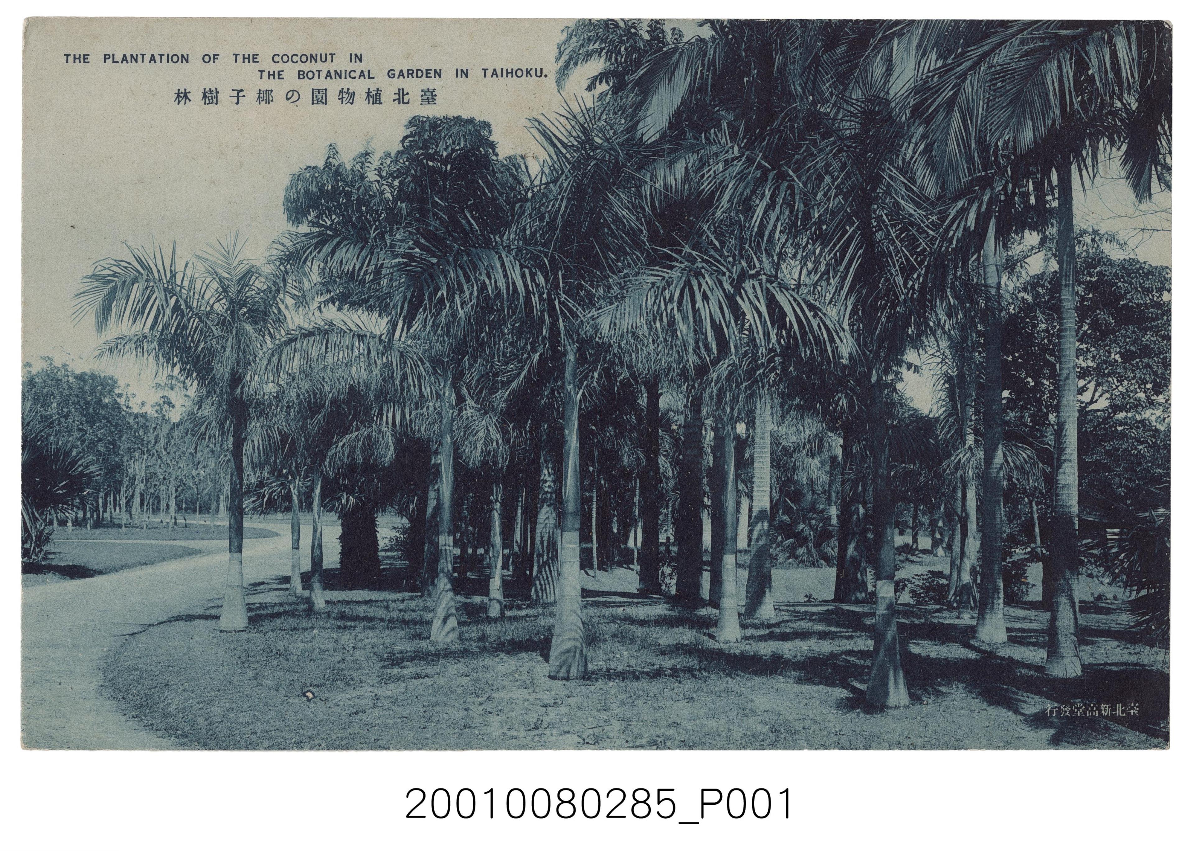 臺北新高堂發行臺北植物園椰子樹林 (共2張)