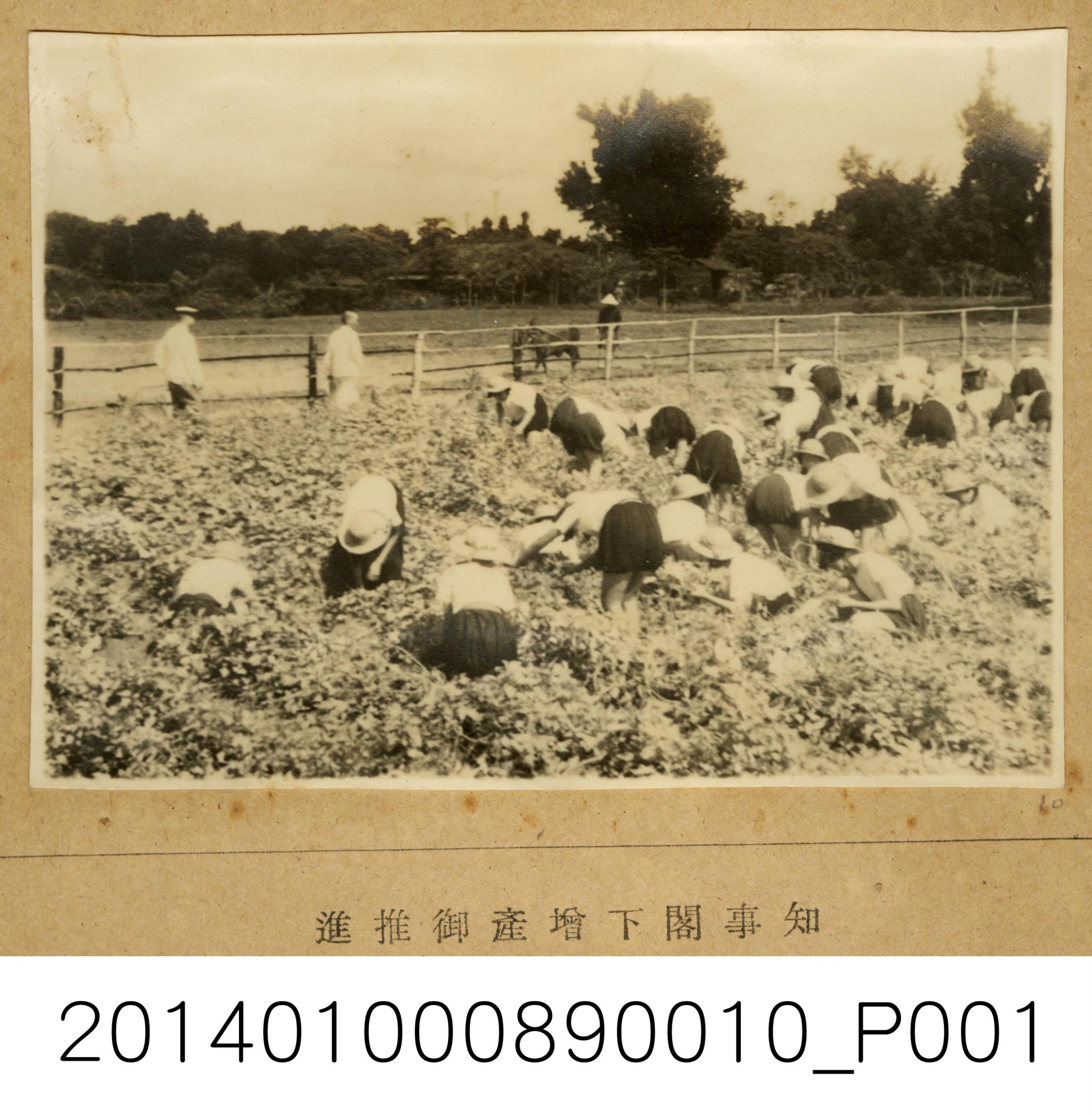 臺南私立和敬女學校學生進行農務 (共1張)