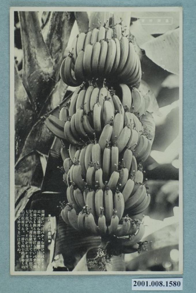大正天鴿牌出版香蕉豐熟 (共2張)
