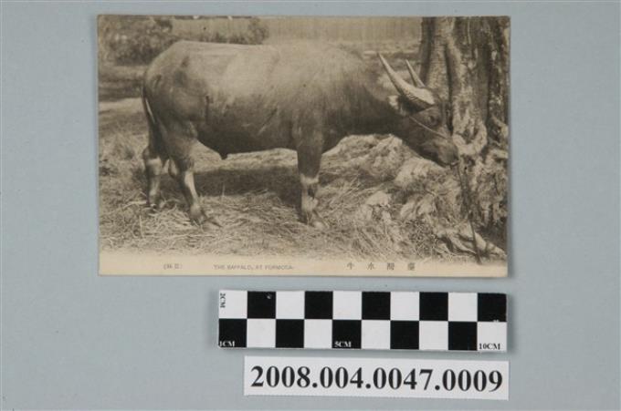 臺灣水牛 (共2張)