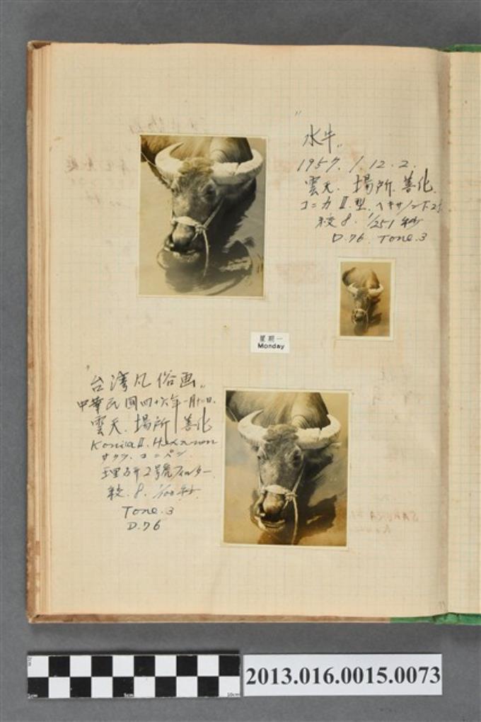 1957年1月12日善化水牛照3張 (共2張)