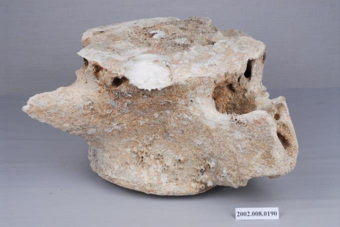 鬚鯨腰椎化石 (共4張)