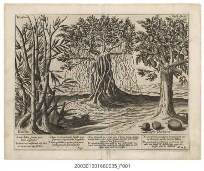 《東印度水路誌》之〈竹子、榕樹和榴槤樹〉 (共1張)