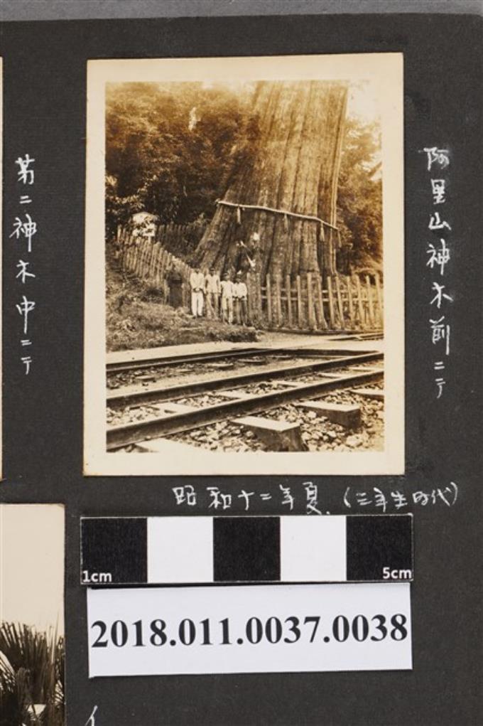 1937年夏天5人於阿里山神木前合照 (共2張)