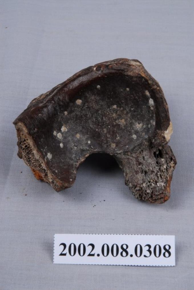 水牛髖骨化石